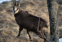 Tavolo faunistico provinciale del Trentino, ecco i nomi tavolo faunistico venatorio provinciale del Trentino: camoscio sulle Alpi