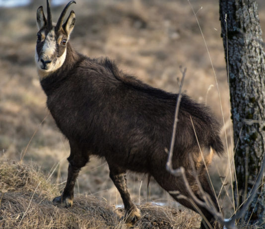 Tavolo faunistico provinciale del Trentino, ecco i nomi tavolo faunistico venatorio provinciale del Trentino: camoscio sulle Alpi