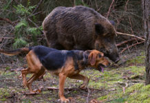Tecniche di caccia al cinghiale: data e protagonisti della tavola rotonda tecniche di caccia al cinghiale: segugio con cinghiale