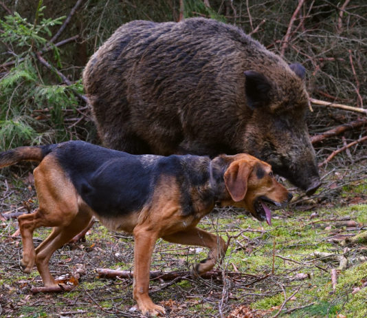 Tecniche di caccia al cinghiale: data e protagonisti della tavola rotonda tecniche di caccia al cinghiale: segugio con cinghiale