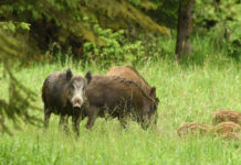 CCT: “Caccia di selezione al cinghiale? Riformuliamo articolo” caccia di selezione al cinghiale: tre cinghiali adulti con cinque piccoli nel bosco