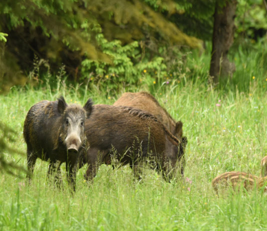 CCT: “Caccia di selezione al cinghiale? Riformuliamo articolo” caccia di selezione al cinghiale: tre cinghiali adulti con cinque piccoli nel bosco