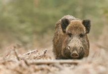 Caccia al cinghiale in Piemonte, commissione approva ddl Caccia al cinghiale in Piemonte, commissione approva ddl