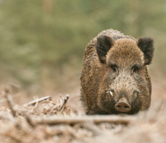 Caccia al cinghiale in Piemonte, commissione approva ddl Caccia al cinghiale in Piemonte, commissione approva ddl
