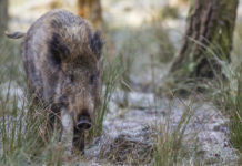 Caccia al cinghiale in Umbria, la proposta di Federcaccia alla giunta Caccia al cinghiale in Umbria