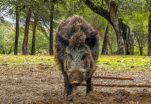 Caccia collettiva al cinghiale: Federcaccia organizza corso di formazione Caccia collettiva al cinghiale: cinghiale di fronte, in primo piano, in una pineta