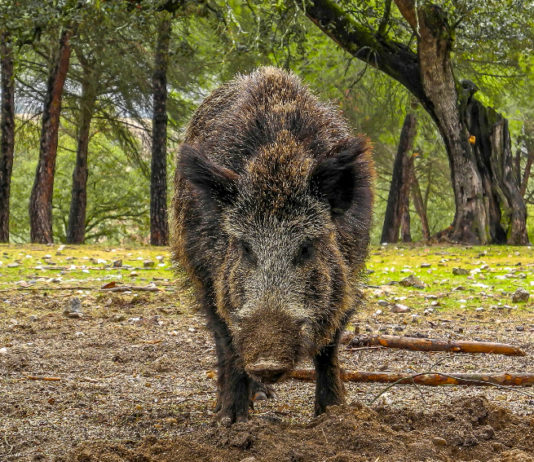 Caccia collettiva al cinghiale: Federcaccia organizza corso di formazione Caccia collettiva al cinghiale: cinghiale di fronte, in primo piano, in una pineta