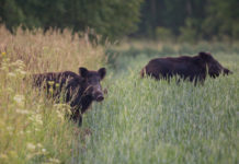 Caccia e agricoltura nell’intervista di Luca Lotti al Corriere Caccia e agricoltura nell’intervista di Luca Lotti al Corriere: due cinghiali in un campo