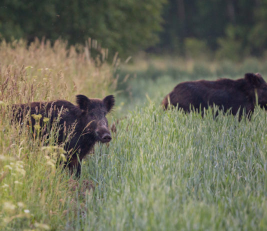 Caccia e agricoltura nell’intervista di Luca Lotti al Corriere Caccia e agricoltura nell’intervista di Luca Lotti al Corriere: due cinghiali in un campo