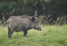 Cinghiale in Basilicata, consiglio approva tre mozioni Cinghiale in Basilicata
