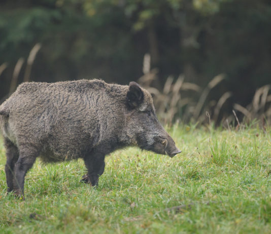Cinghiale in Basilicata, consiglio approva tre mozioni Cinghiale in Basilicata