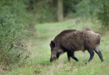 Cinghiali in Toscana, i numeri di Remaschi cinghiali in Toscana: un cinghiale nell'erba