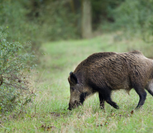 Cinghiali in Toscana, i numeri di Remaschi cinghiali in Toscana: un cinghiale nell'erba