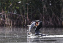 Controllo del cormorano in Liguria: l’ordinanza cautelare del Tar controllo del cormorano in Liguria: cormorano riemerge dall'acqua con un pesce nel becco