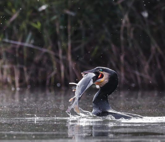 Controllo del cormorano in Liguria: l’ordinanza cautelare del Tar controllo del cormorano in Liguria: cormorano riemerge dall'acqua con un pesce nel becco