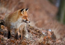 Controllo della volpe in Toscana: cambiano i cani impiegabili controllo della volpe in toscana: volpe di tre quarti