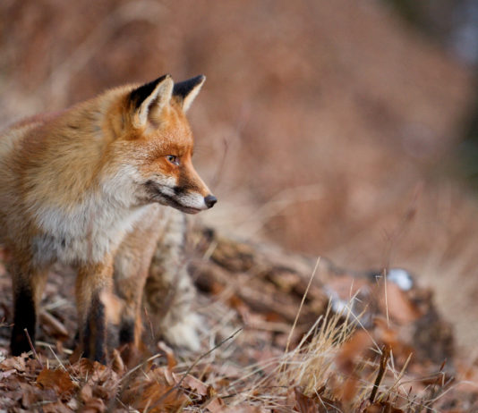 Controllo della volpe in Toscana: cambiano i cani impiegabili controllo della volpe in toscana: volpe di tre quarti