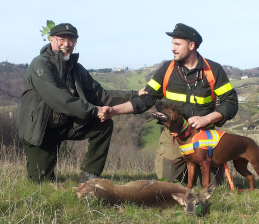 Corso per conduttori di cani da traccia: aperte le preiscrizioni Corso per conduttori di cani da traccia: Il recuperatore Nicolò Soldati con Morgana dell'Artemide Serena dopo il recupero del capriolo classe 0 ferito alla zampa posteriore destra
