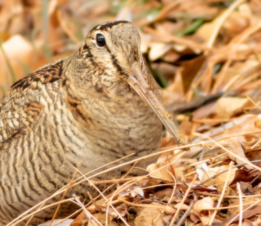 Corso per il monitoraggio della beccaccia a Bergamo Corso per il monitoraggio della beccaccia a Bergamo: beccaccia tra le foglie