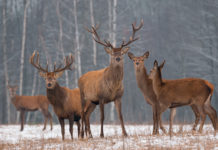 Ecco il vincitore di Caccia, passione e ricordi 2020 vincitore di Caccia, passione e ricordi 2020: quattro cervi in ambiente invernale