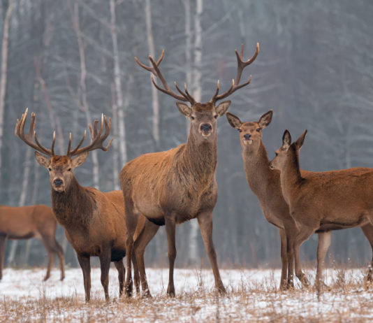 Ecco il vincitore di Caccia, passione e ricordi 2020 vincitore di Caccia, passione e ricordi 2020: quattro cervi in ambiente invernale