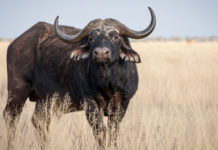 Importazione dei trofei di caccia, Face e Basc scrivono al governo del Regno Unito per regolazione post-Brexit Importazione dei trofei di caccia: bufalo del capo