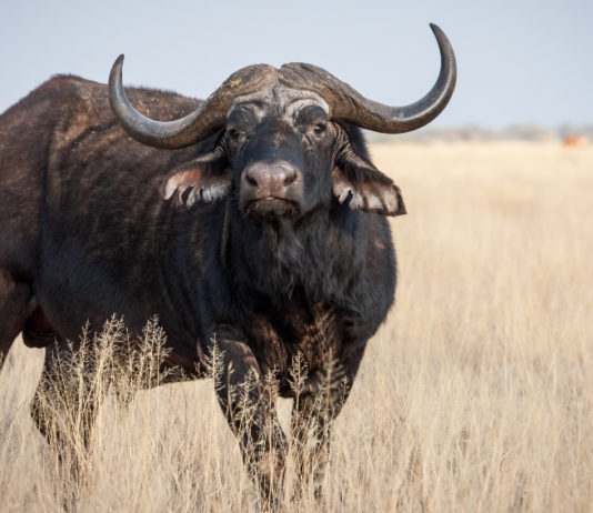 Importazione dei trofei di caccia, Face e Basc scrivono al governo del Regno Unito per regolazione post-Brexit Importazione dei trofei di caccia: bufalo del capo