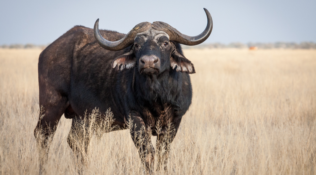 Importazione dei trofei di caccia: bufalo del capo