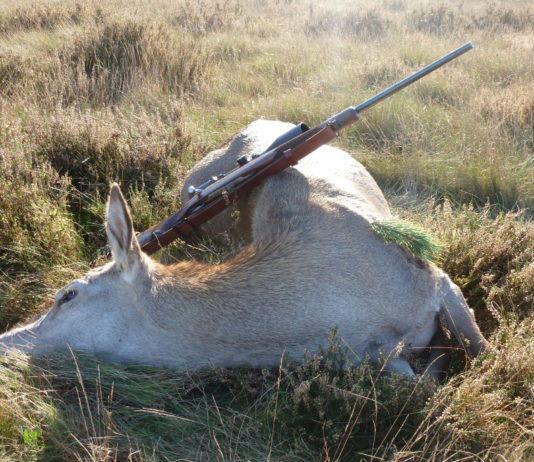 La ricarica del .257 Roberts La ricarica del .257 Roberts: cerva abbattuta con calibro .257 Roberts