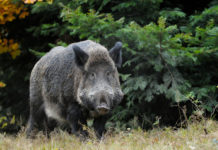 Legge sulla caccia in Toscana, domani seduta in commissione Legge sulla caccia in Toscana: cinghiale nel bosco
