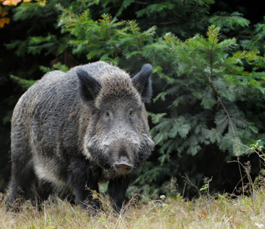 Legge sulla caccia in Toscana, domani seduta in commissione Legge sulla caccia in Toscana: cinghiale nel bosco