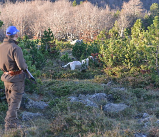 Caccia alla beccaccia: perché ne parliamo caccia alla beccaccia