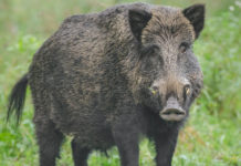 Numero di cinghiali in Italia: il dato di Ispra numero di cinghiali in Italia: cinghiale in primo piano