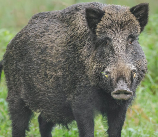 Numero di cinghiali in Italia: il dato di Ispra numero di cinghiali in Italia: cinghiale in primo piano