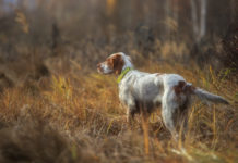 Prove per cani da ferma: ecco il calendario del 1° Trofeo del cacciatore cinofilo Prove per cani da ferma: setter punta fagiano