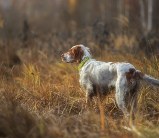 Prove per cani da ferma: ecco il calendario del 1° Trofeo del cacciatore cinofilo Prove per cani da ferma: setter punta fagiano