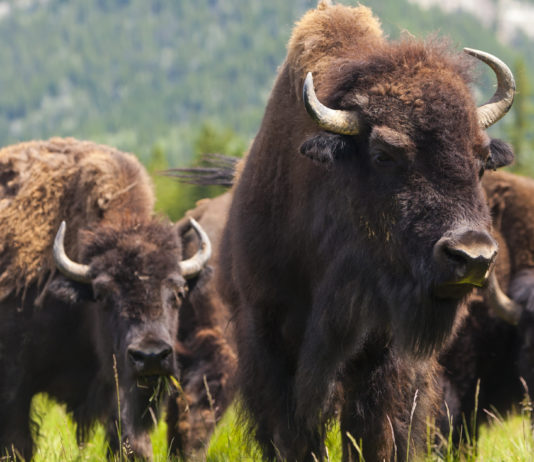 Riscaldamento globale: come reagiscono gli ungulati? riscaldamento globale e ungulati: bisonti americani
