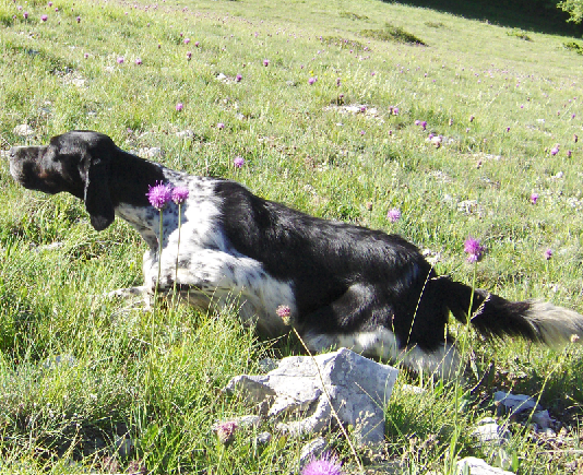 Caccia con il cane da ferma: setter e starne un matrimonio indissolubile setter e starne