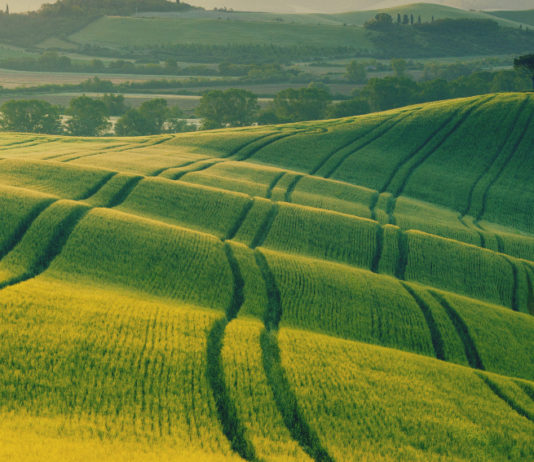 “Inaccettabili tagli ai fondi per lo sviluppo delle zone rurali” fondi per lo sviluppo delle zone rurali: campagna toscana
