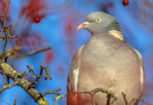 Gestione venatoria, l’esempio del Friuli Venezia Giulia © Rudmer Zwerver / shutterstock
