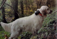 Beretti Beeper Scolopax 4.0: il suono del campano in un beeper Beretti Beeper Scolopax 4.0