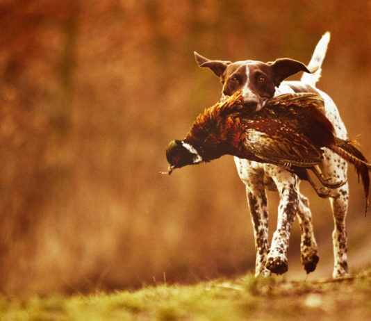 Chiusi gli uffici Enci Chiusi gli uffici Enci