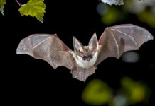 Coronavirus Covid-19 e pipistrelli: il chiarimento di Ispra Coronavirus Covid-19 e pipistrelli