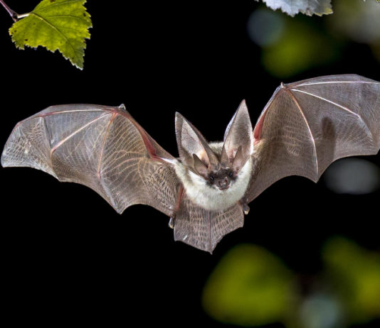 Coronavirus Covid-19 e pipistrelli: il chiarimento di Ispra Coronavirus Covid-19 e pipistrelli