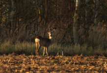 Emergenza sanitaria e censimenti faunistici: la comunicazione di Ispra Emergenza sanitaria e censimenti faunistici la comunicazione di Ispra