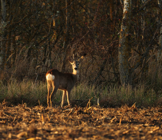 Emergenza sanitaria e censimenti faunistici: la comunicazione di Ispra Emergenza sanitaria e censimenti faunistici la comunicazione di Ispra