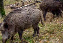 La legge sulla caccia risente dell’età: la posizione della giunta della Liguria legge sulla caccia: due cinghiali nel bosco