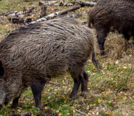 La legge sulla caccia risente dell’età: la posizione della giunta della Liguria legge sulla caccia: due cinghiali nel bosco