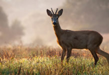 Piani di prelievo 2020: la mossa della Lombardia Piani di prelievo 2020 la mossa della Lombardia: capriolo a primavera