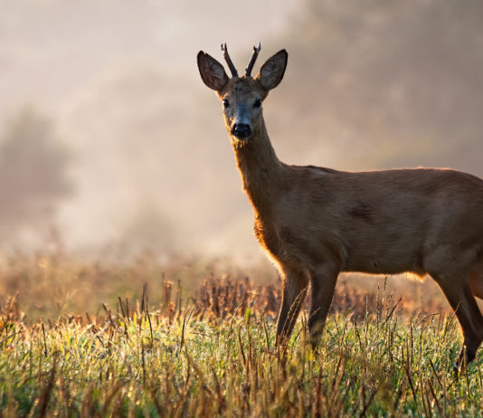 Piani di prelievo 2020: la mossa della Lombardia Piani di prelievo 2020 la mossa della Lombardia: capriolo a primavera